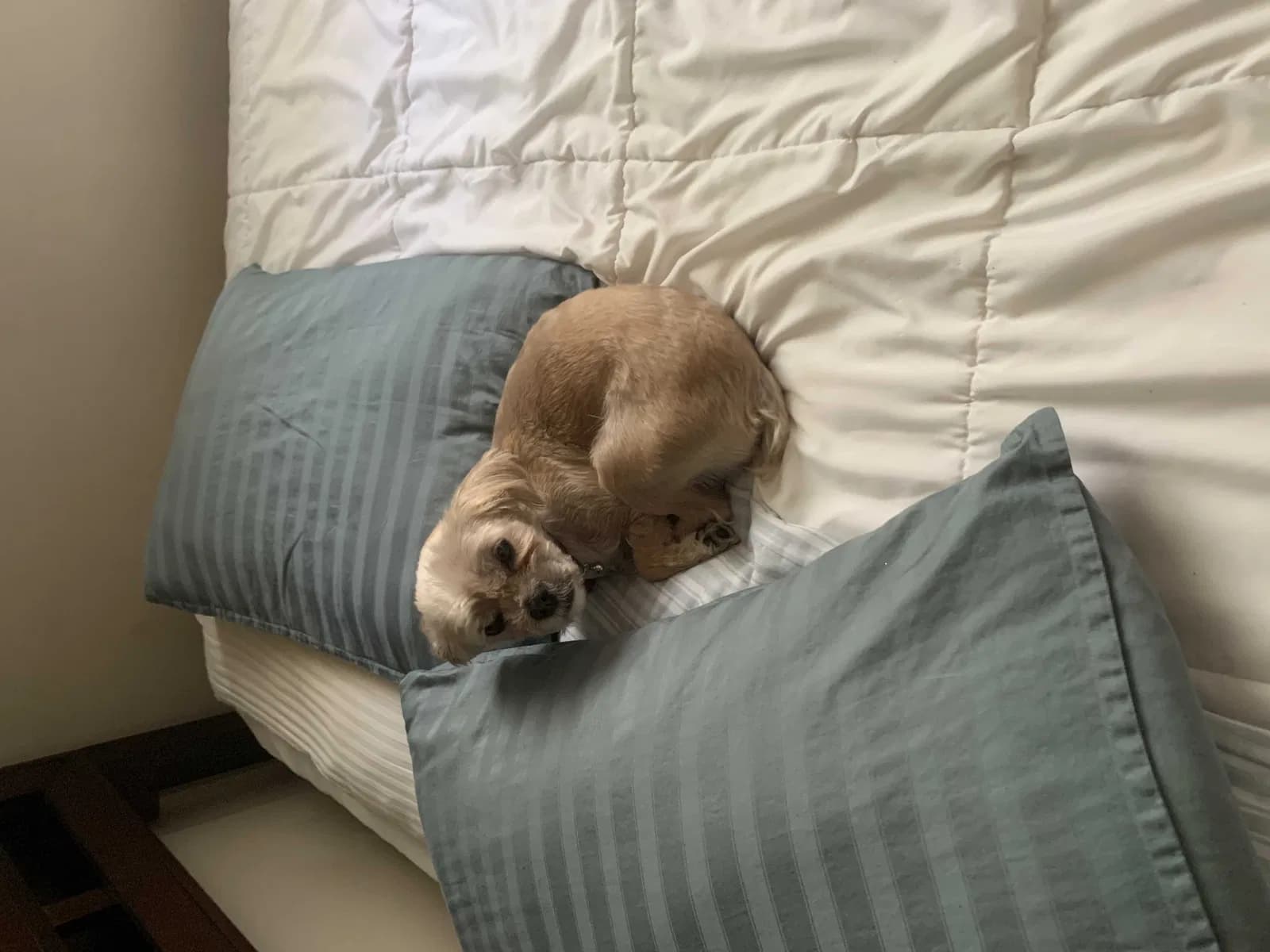 Fendi, back home in Indiana