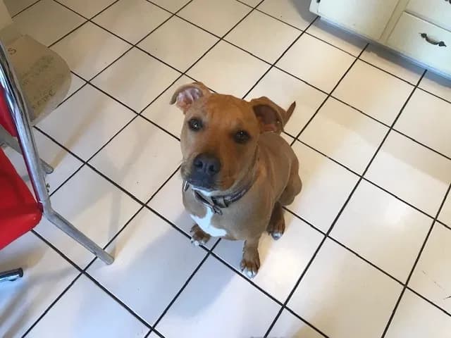 Hercules, back home in California