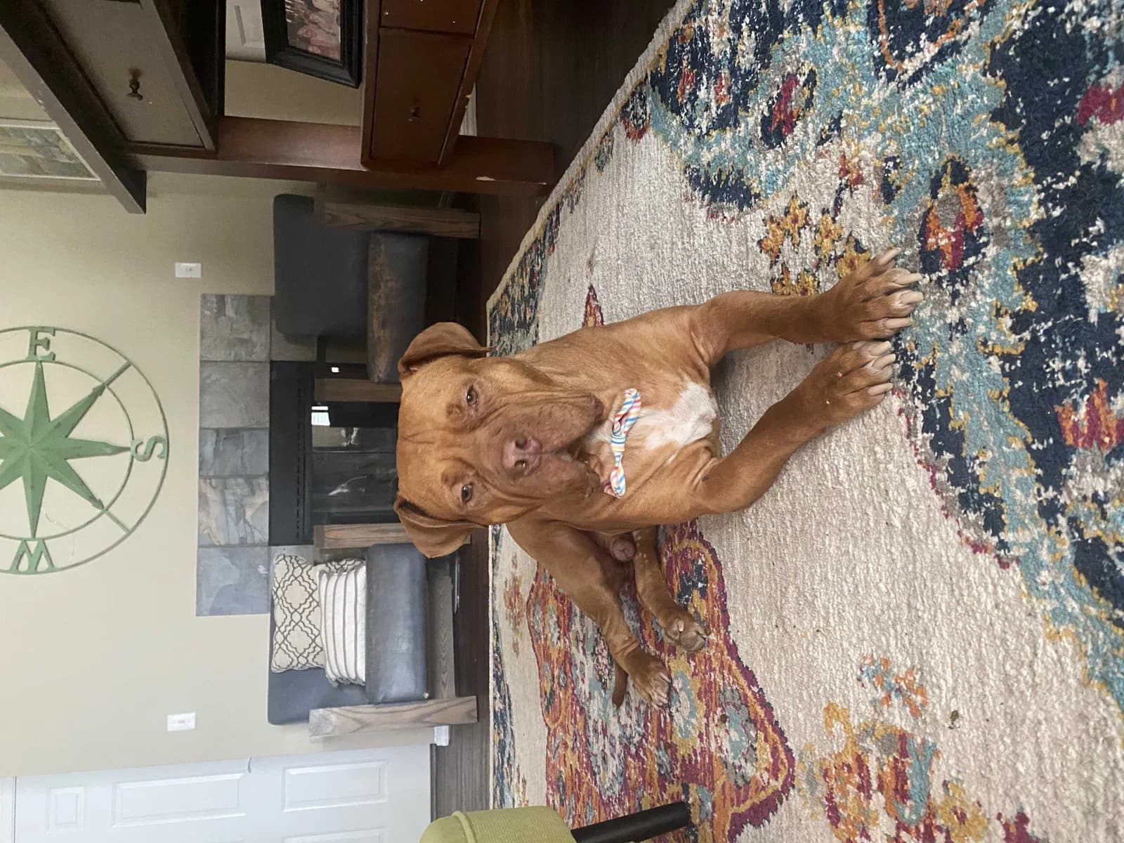 tobias, back home in Colorado