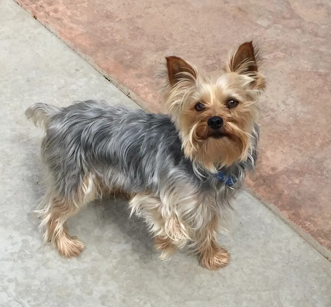 Rosco, back home in California