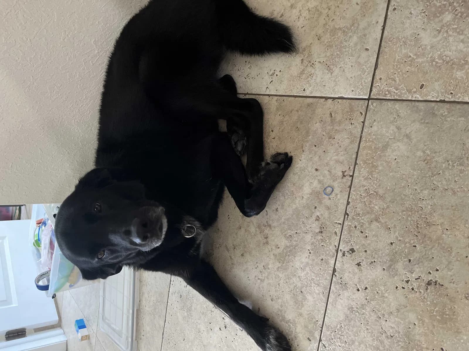 Blackie, back home in Florida