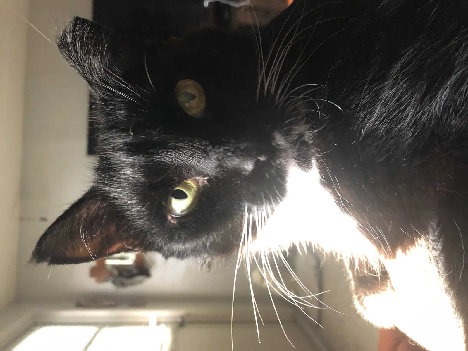 Tux, back home in Florida
