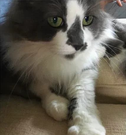 Delilah, back home in Michigan
