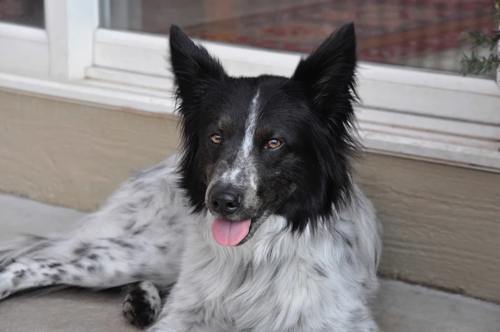 Piper, back home in Colorado