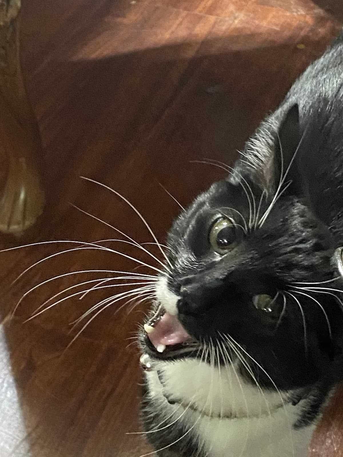 Milo, back home in Kansas