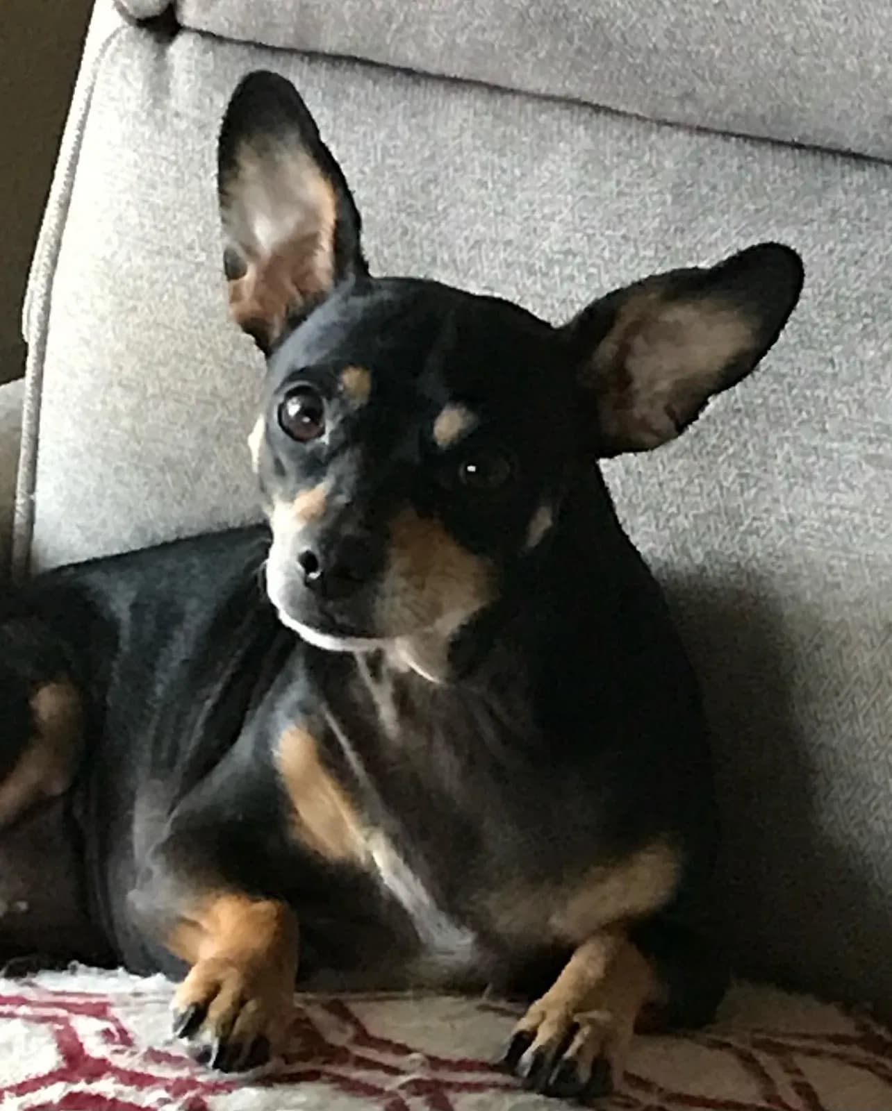 Miki, back home in Idaho