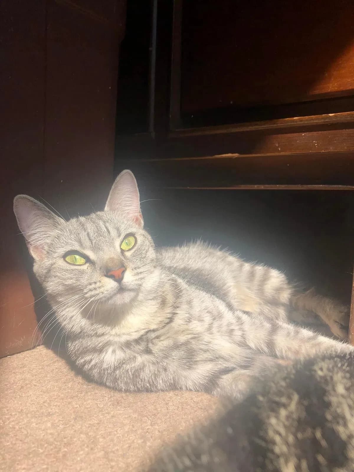 Mew Mew, back home in Ohio