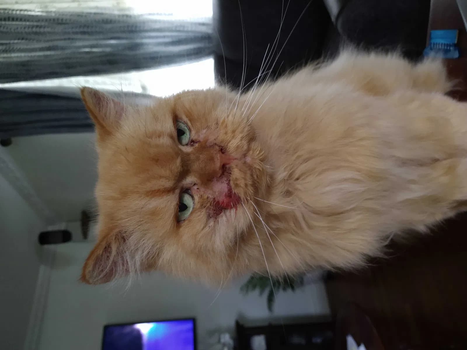 Mishmish, back home in Maryland