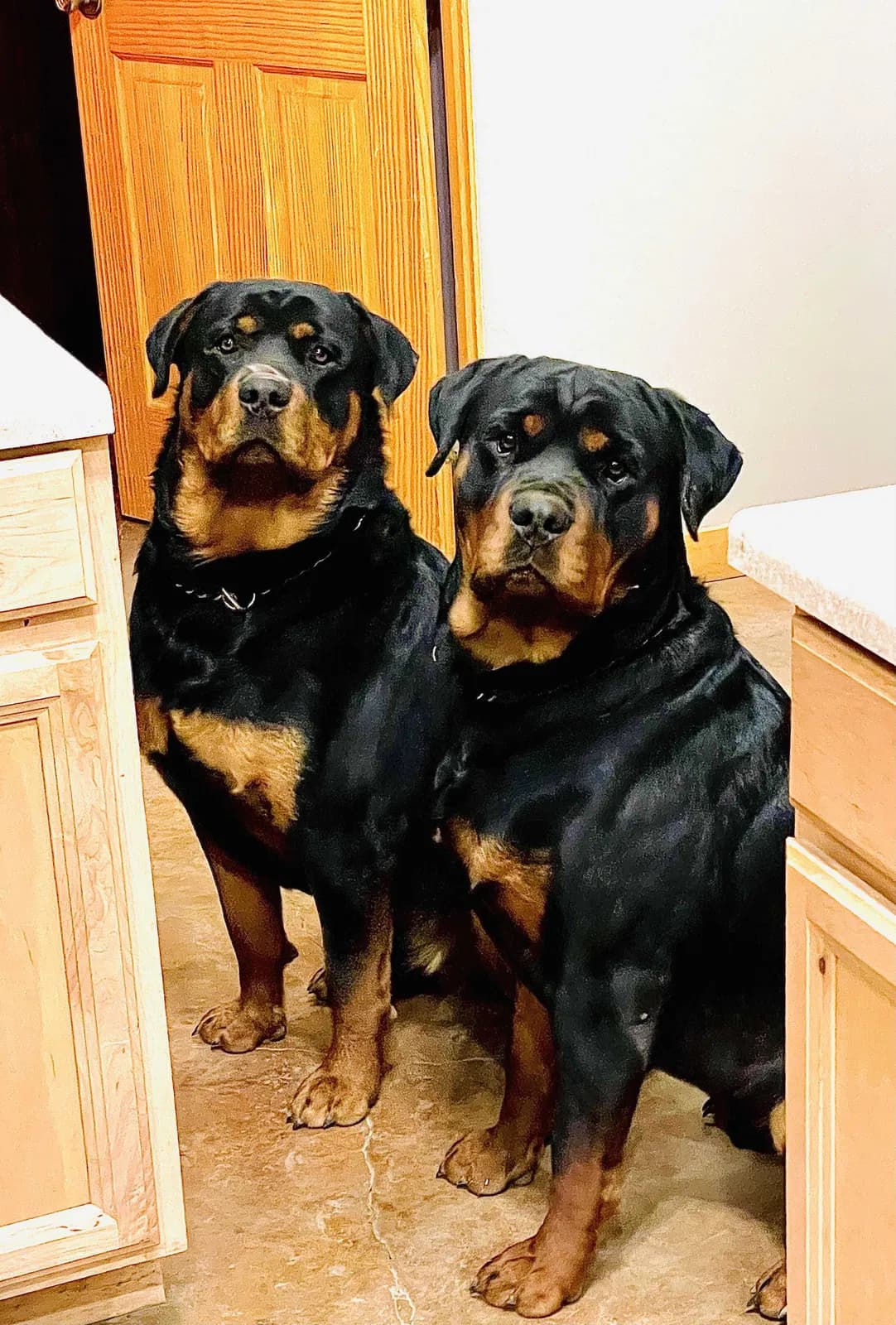 Duke & Dozer, back home in New Mexico