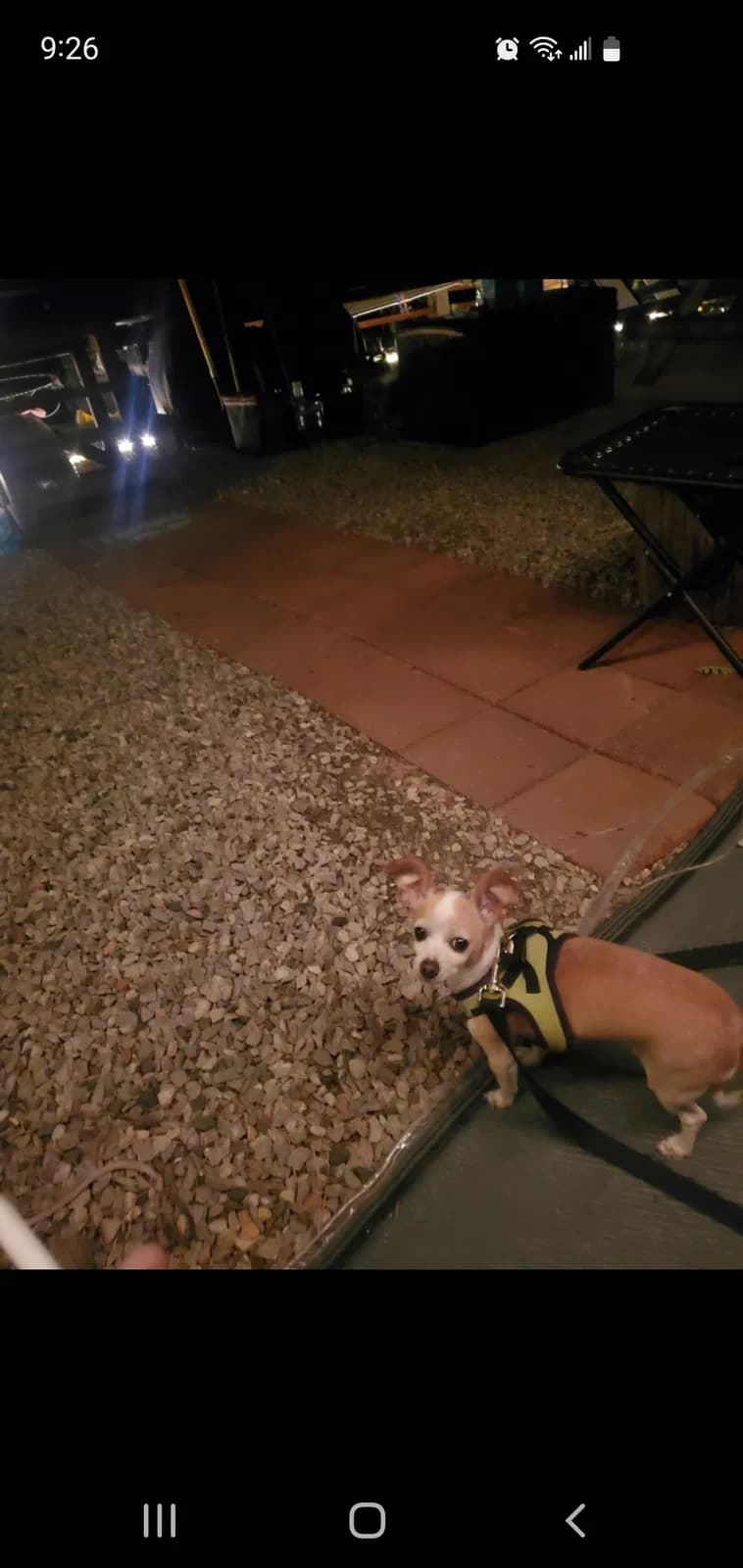 Chica, back home in Arizona