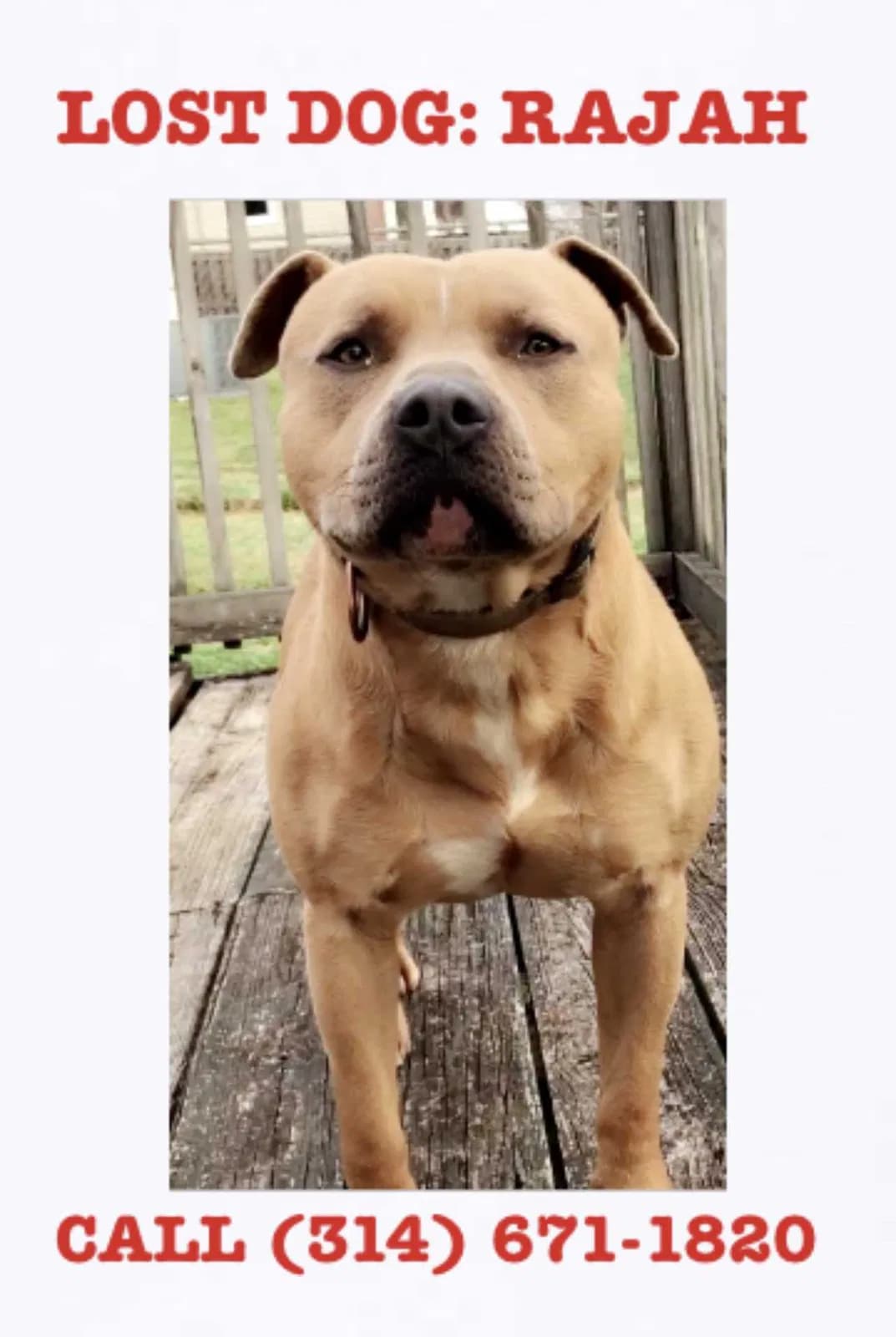 Rajah, back home in Missouri