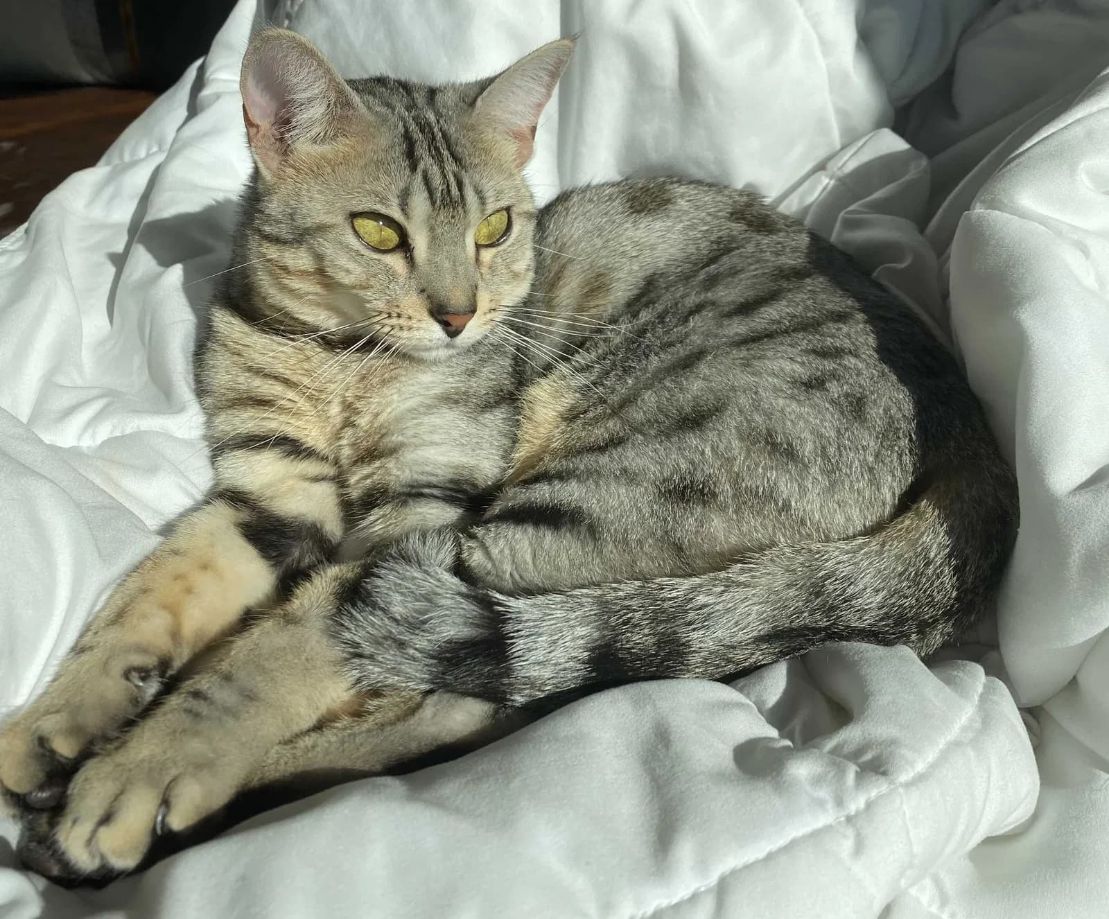 Luna, back home in Kansas
