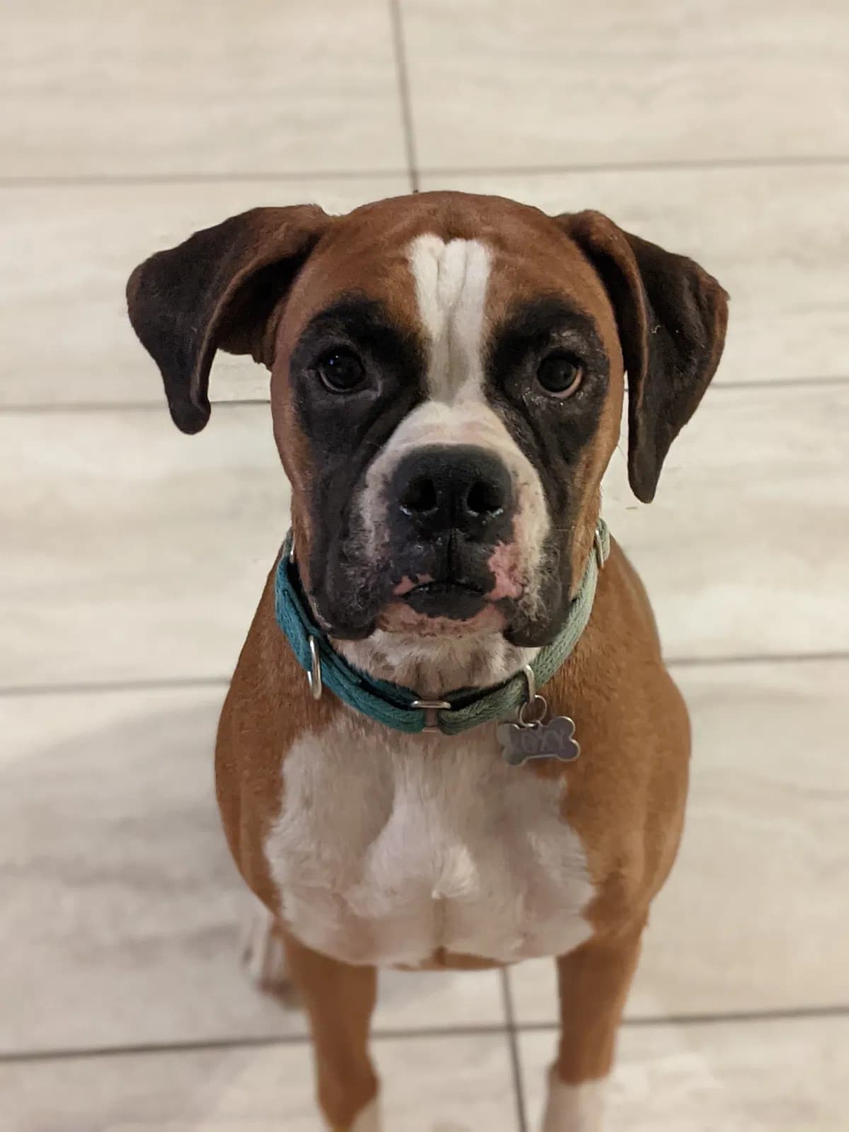Roxy, back home in Tennessee