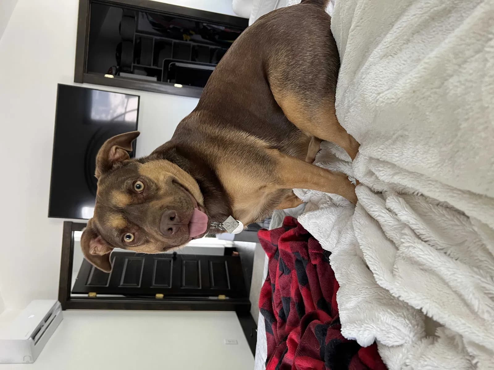 Bowie, back home in Utah