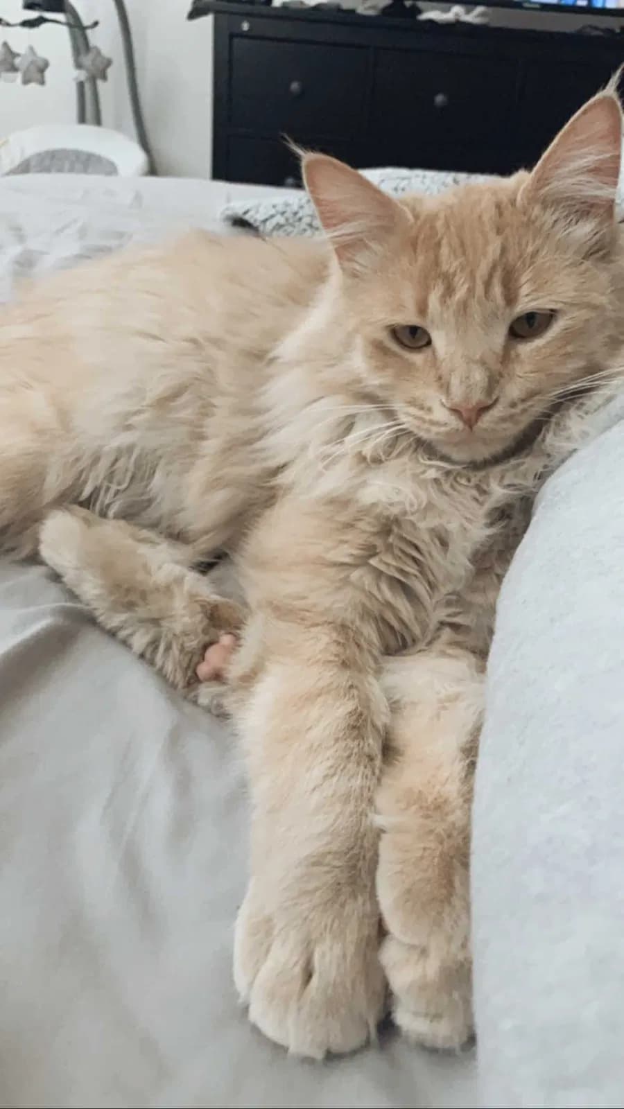 Leo, back home in Nevada