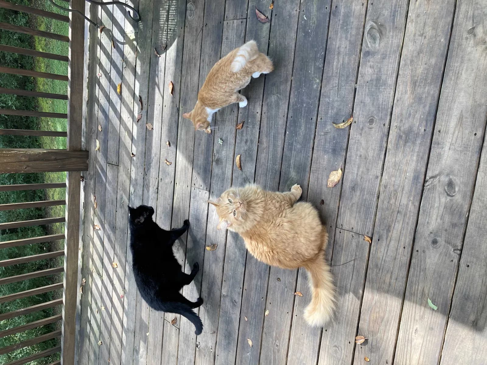 Tabby Jack, back home in Tennessee