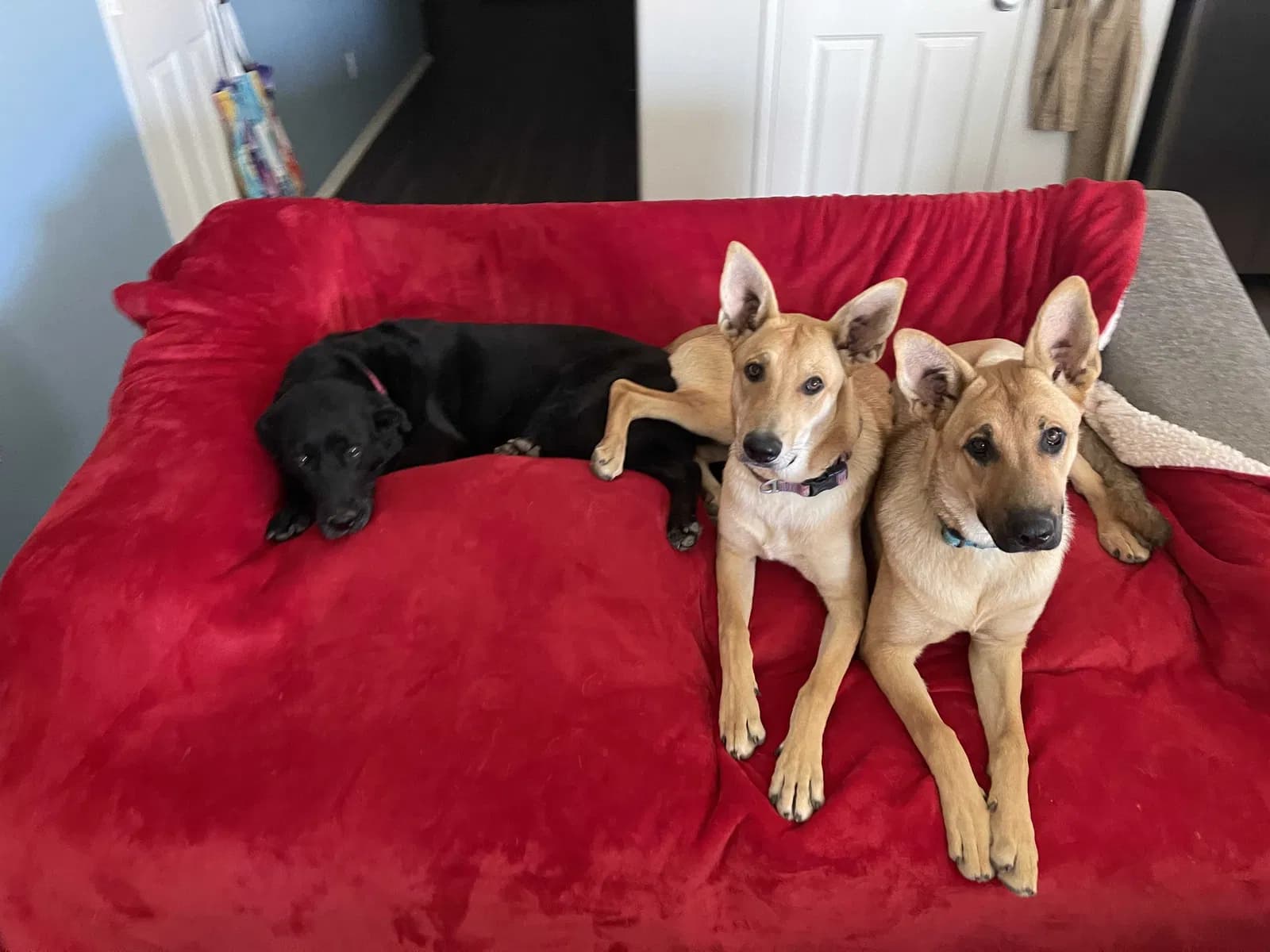 Harley, Skadi, Diana, back home in California