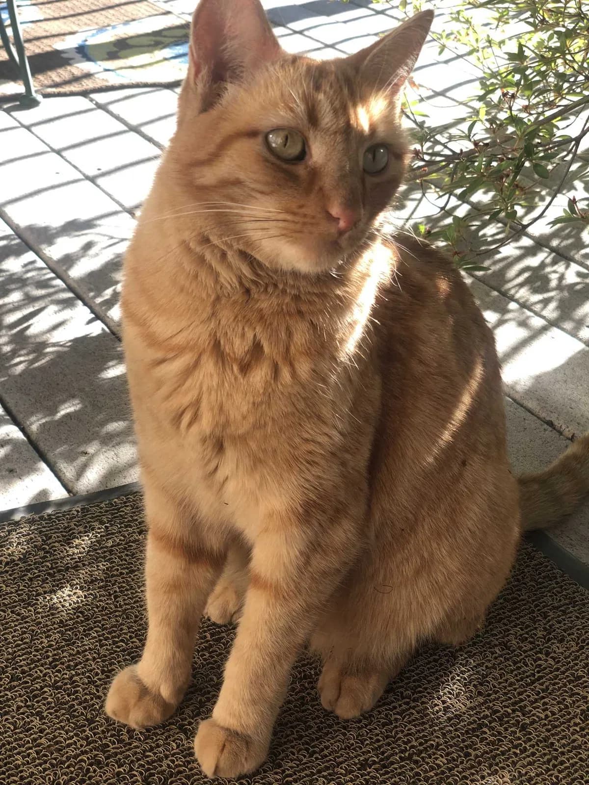 Buster, back home in California