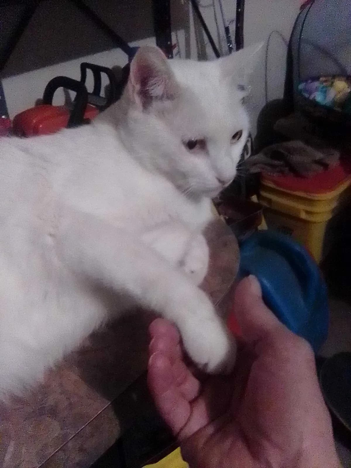 Joon, back home in Oklahoma