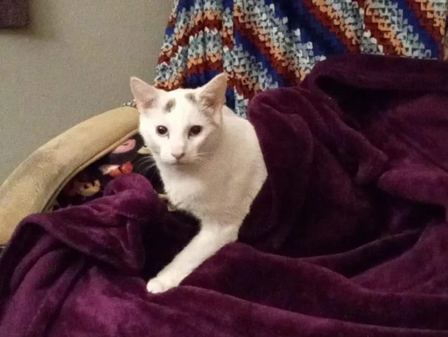 Maurice, back home in Tennessee