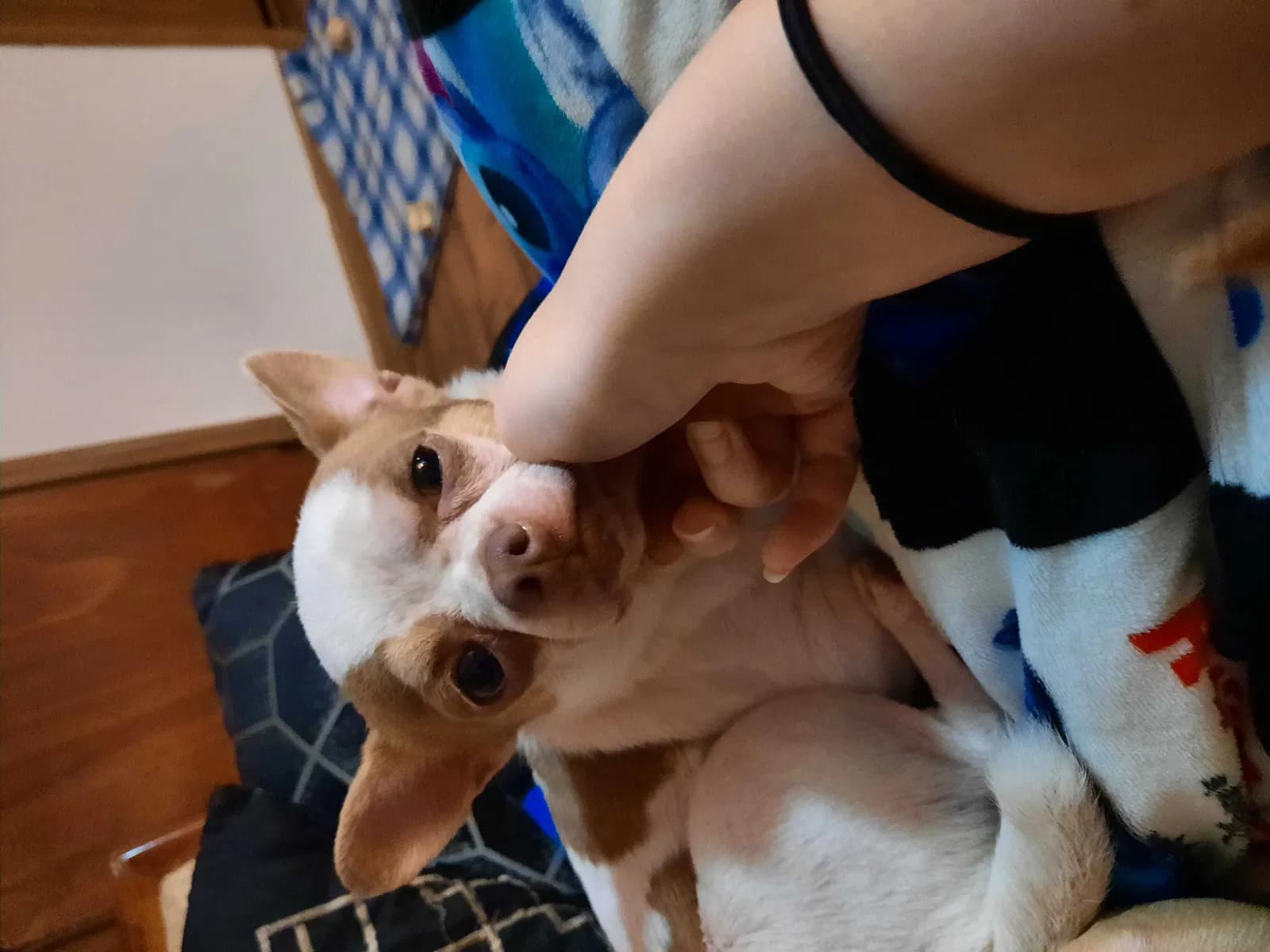Gizmo, back home in Missouri