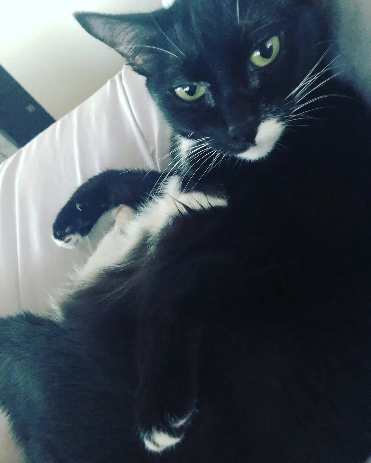 Rosie, back home in California