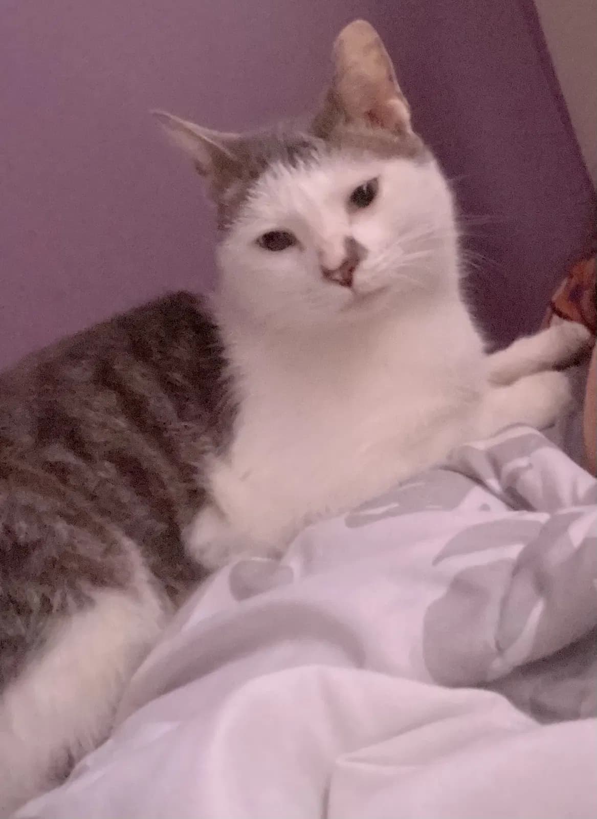 Kitty boy/don gato, back home in Georgia