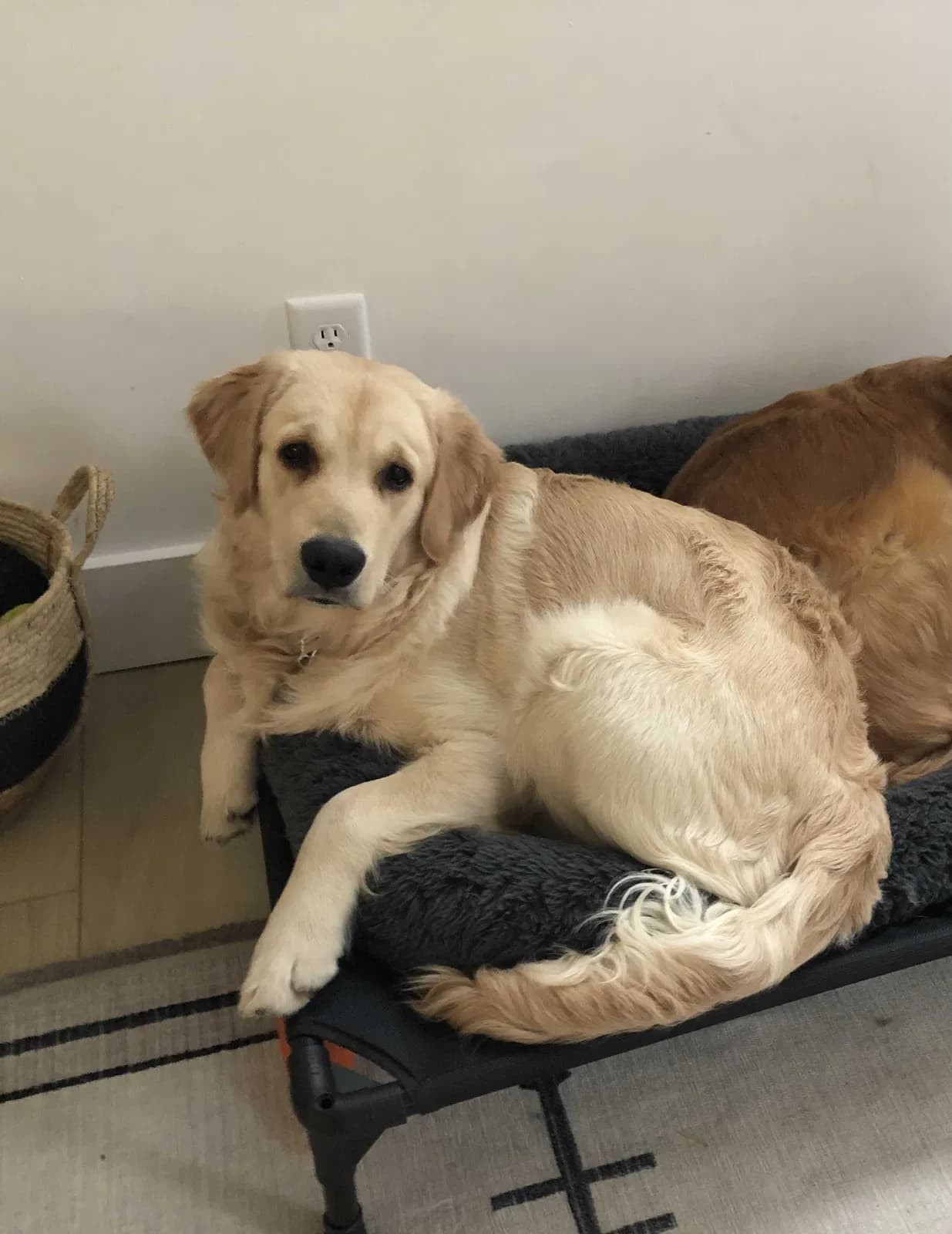 Charlie, back home in Michigan