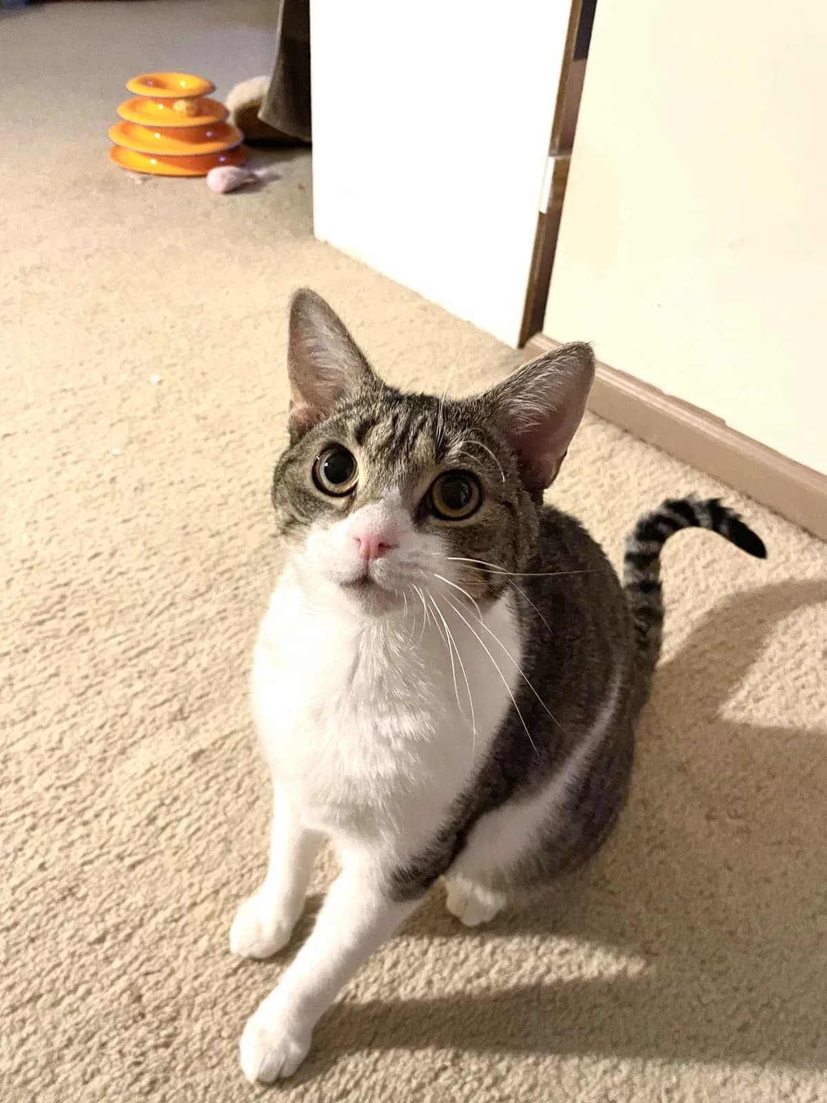 Ollie, back home in New Jersey