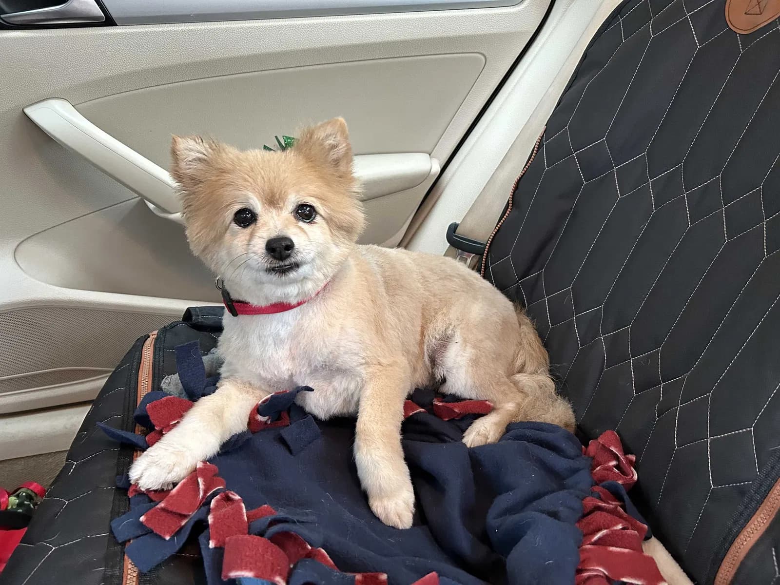 Maizy, back home in Oregon