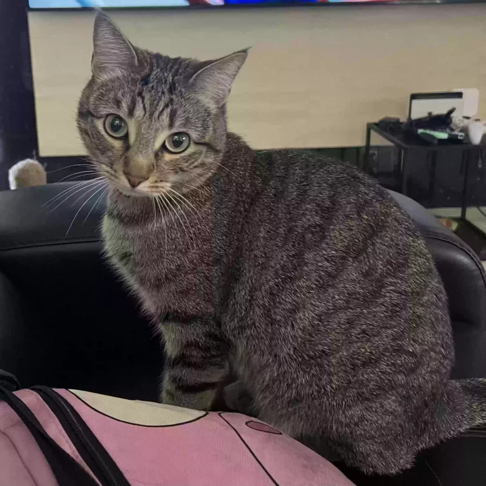 Sir Poggers (Poggy), back home in Nevada