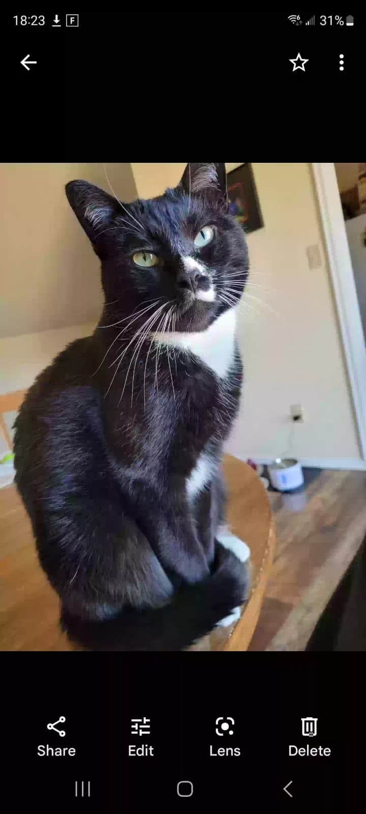 Mufasa, back home in Colorado