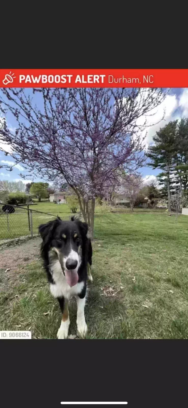 Kiba, back home in North Carolina
