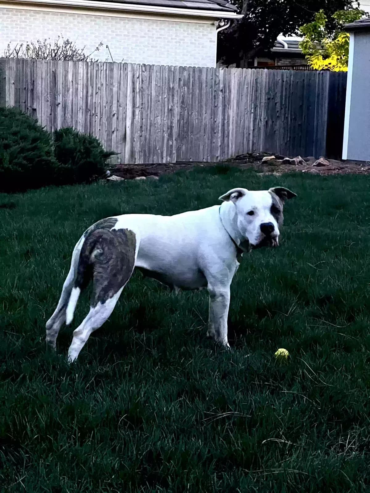 Piper, back home in Colorado