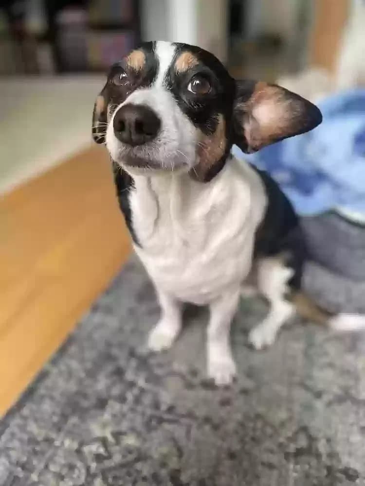 Ollie, back home in Georgia