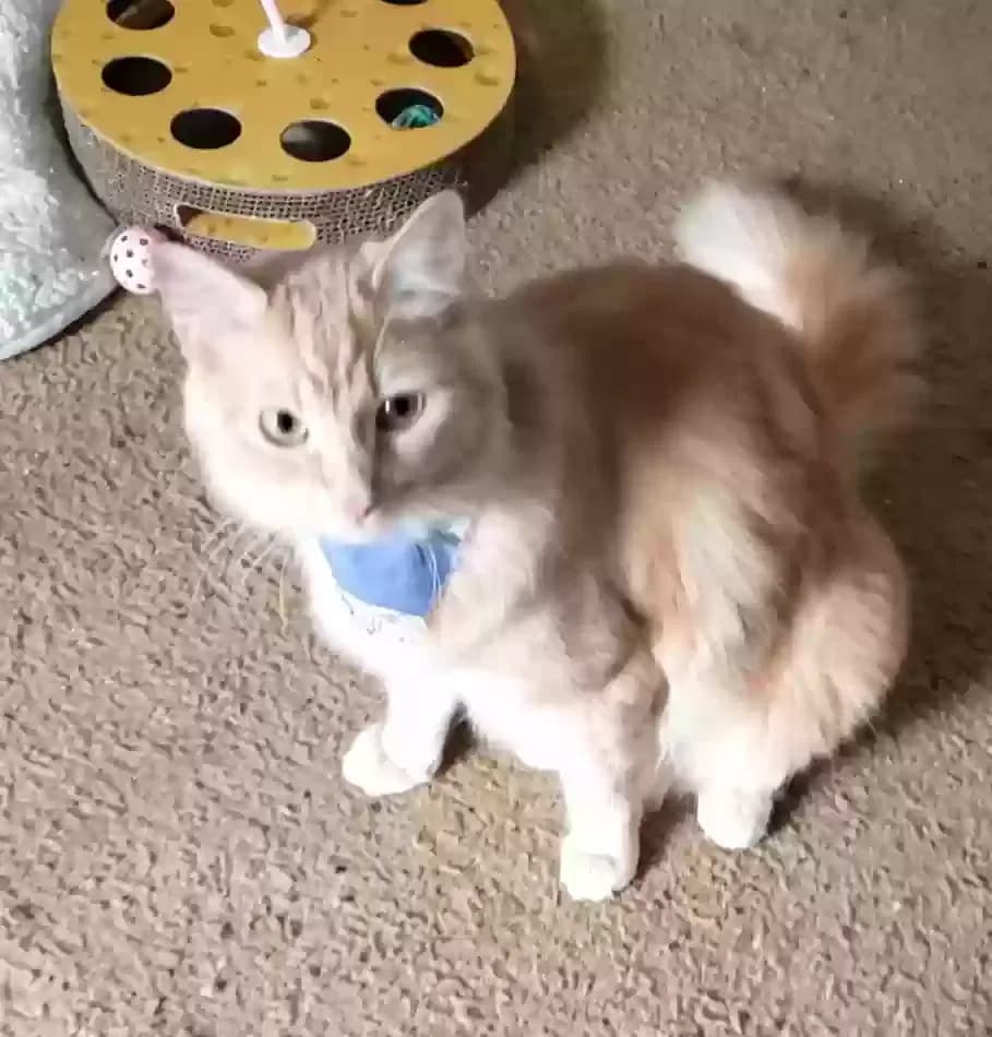 Peaches, back home in California