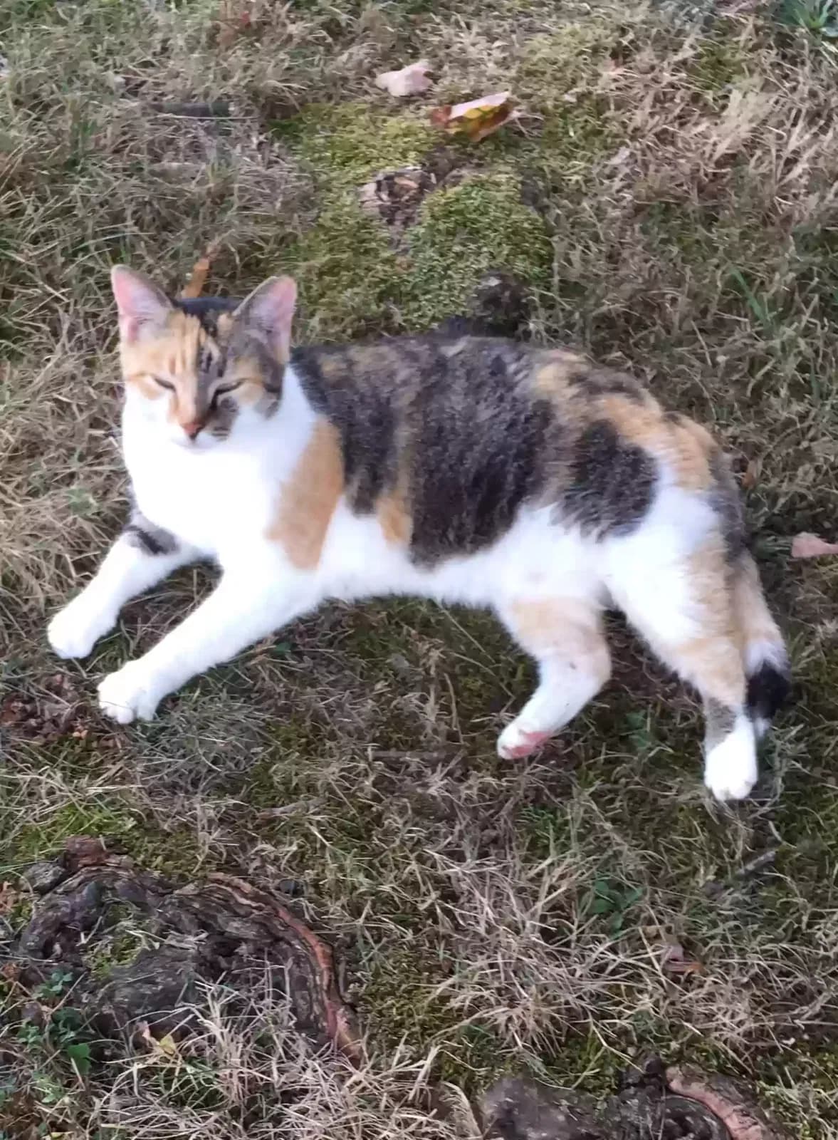 Pagan, back home in Virginia