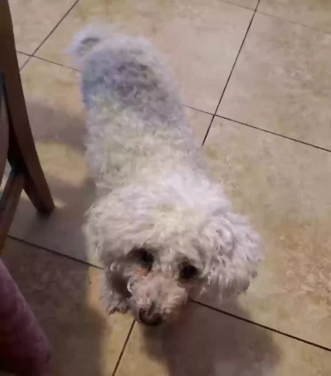Muñeca, back home in Arizona