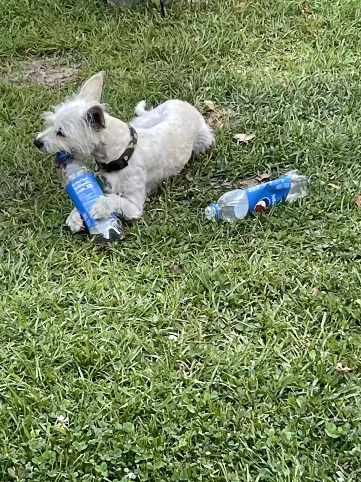 Ruvina, back home in South Carolina