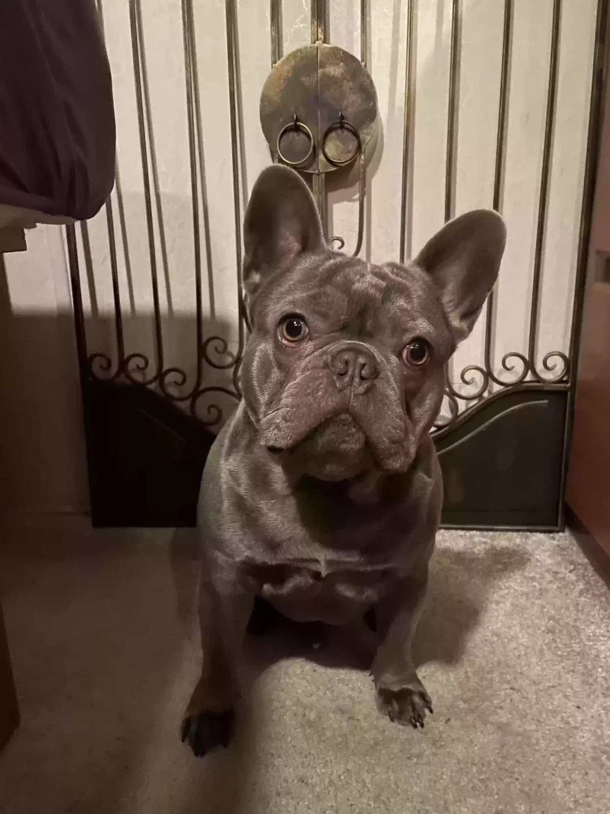 Louie, back home in California