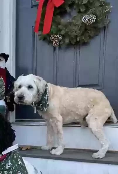 Finnegan, back home in New Jersey