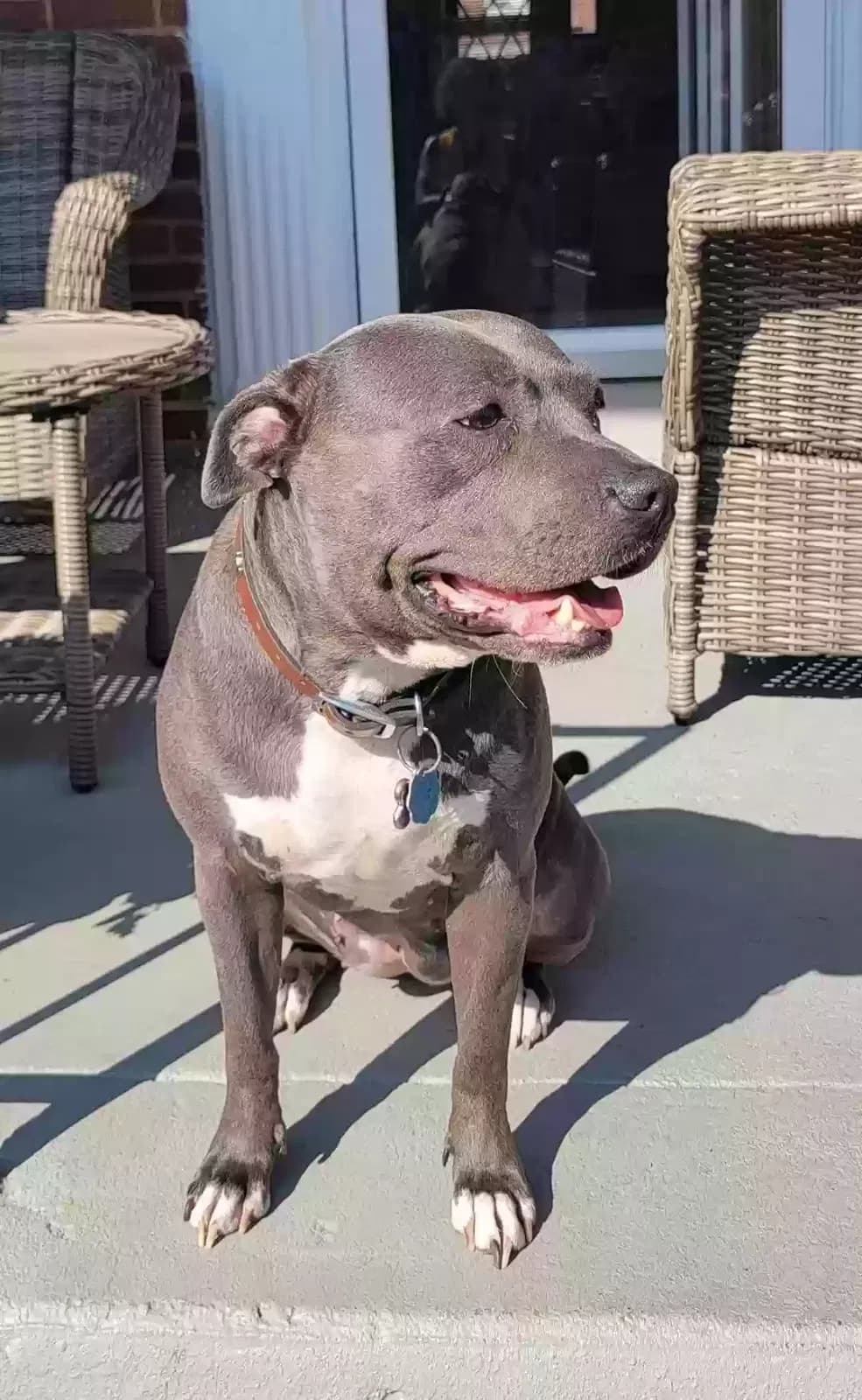 Shadow, back home in Maryland