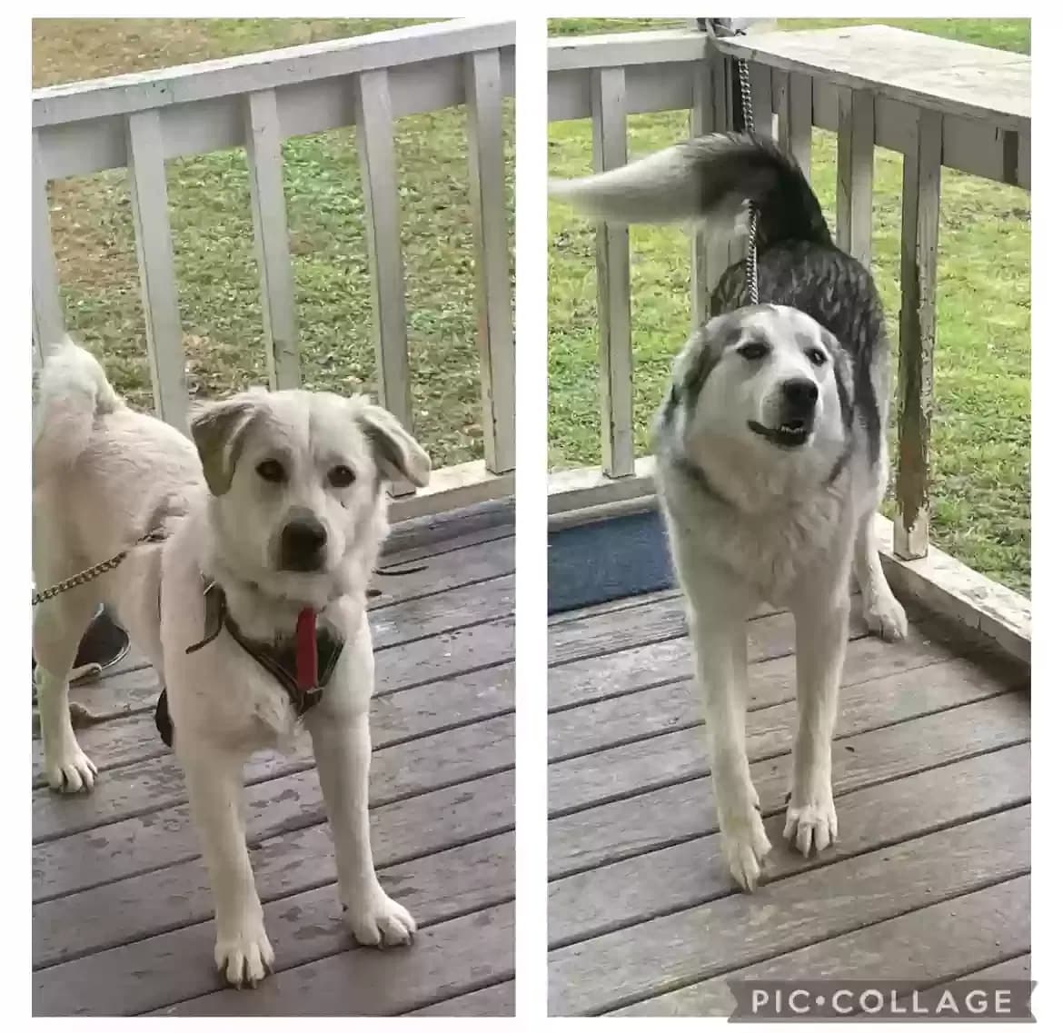 Gorda/Kira, back home in Georgia