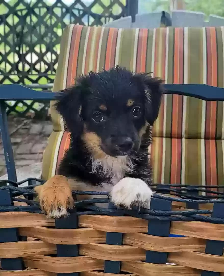 Chloe, back home in Minnesota