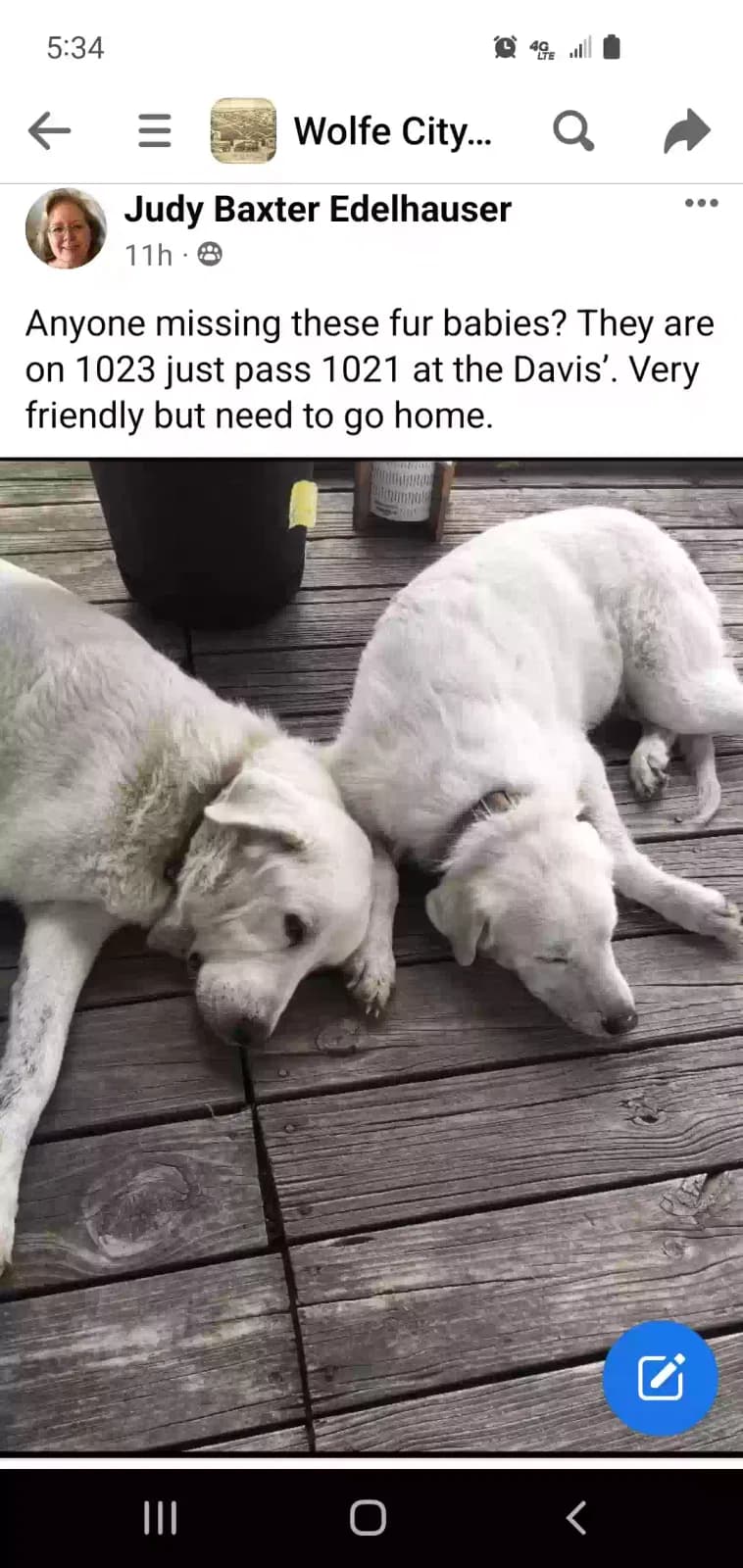 Buck and Bell, back home in Texas