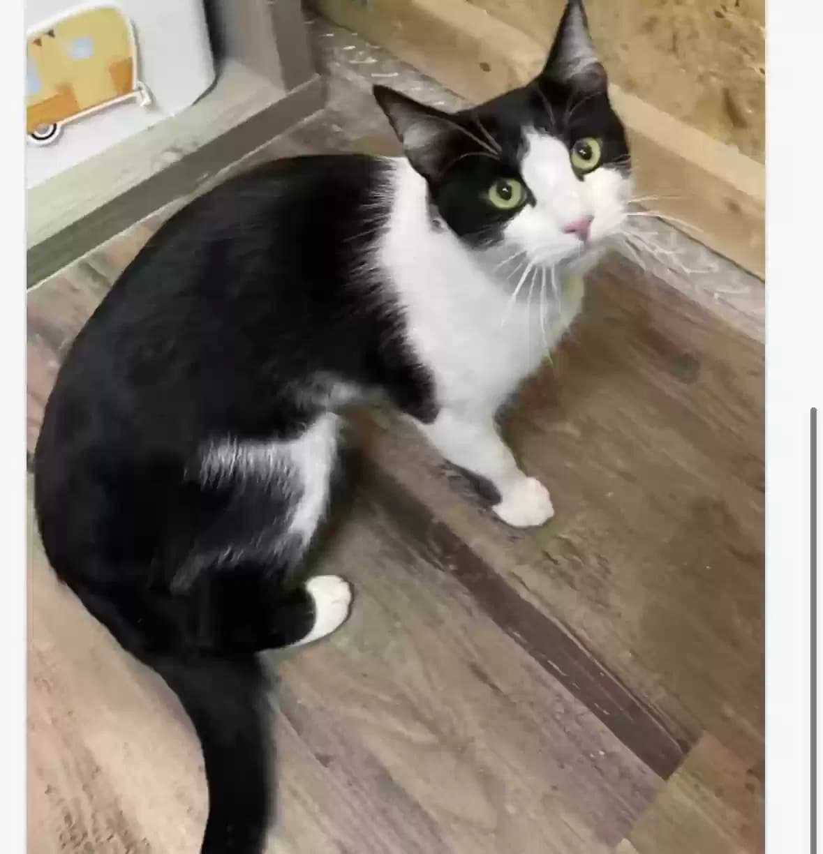 Oreo, back home in Texas