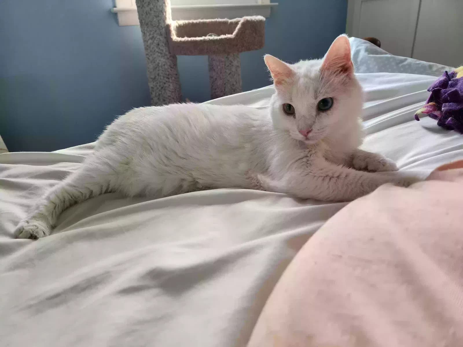 Jaspurr (Jazzy), back home in Connecticut