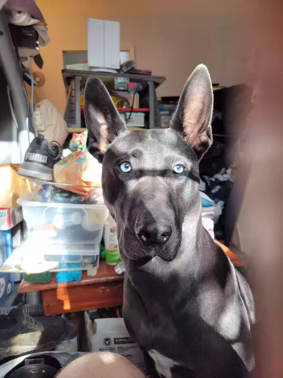 Max, back home in Washington