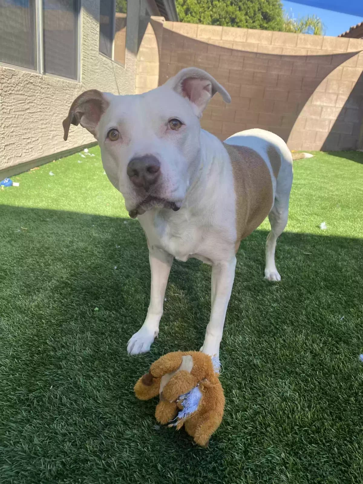 Gaia, back home in Arizona