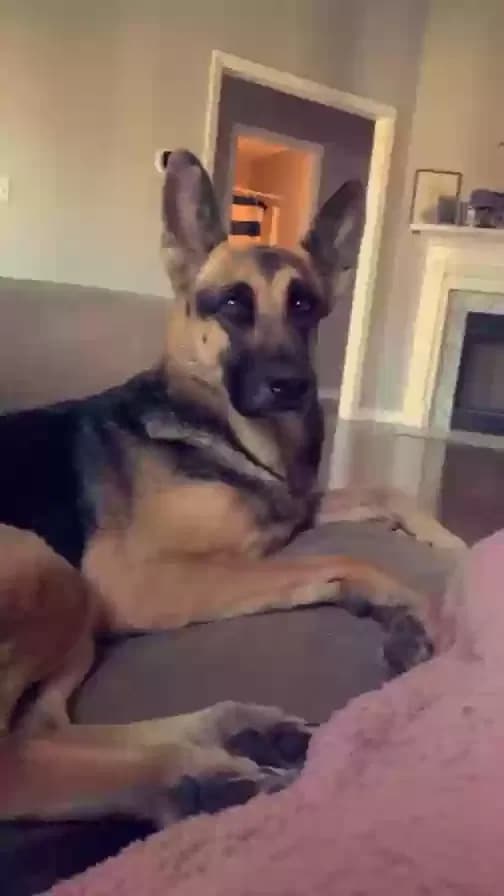 Nymeria, back home in Georgia